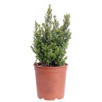 African Boxwood (Myrsine africana) Shrub - Flowering Shrubs