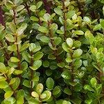 African Boxwood (Myrsine africana) Shrub - Flowering Shrubs