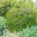 African Boxwood (Myrsine africana) Shrub - Flowering Shrubs