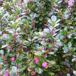 African Boxwood (Myrsine africana) Shrub - Flowering Shrubs