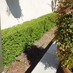 African Boxwood (Myrsine africana) Shrub - Flowering Shrubs