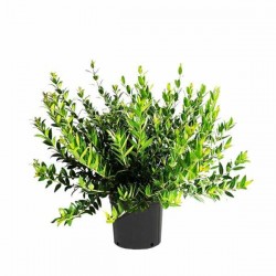 Common Myrtle Shrub (Myrtus communis) | Evergreen Shrubs & Trees Common Myrtle Shrub (Myrtus communis) | kipogeorgiki.gr