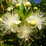 Common Myrtle Shrub (Myrtus communis) | kipogeorgiki.gr