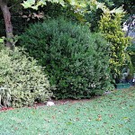 Common Myrtle Shrub (Myrtus communis) | kipogeorgiki.gr