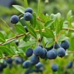 Common Myrtle Shrub (Myrtus communis) | kipogeorgiki.gr