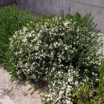 Common Myrtle Shrub (Myrtus communis) | kipogeorgiki.gr