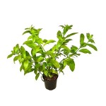 Νυχτολούλουδο ή Κέστρο Θάμνος (Cestrum nocturnum)