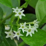 Νυχτολούλουδο ή Κέστρο Θάμνος (Cestrum nocturnum)