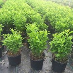 Νυχτολούλουδο ή Κέστρο Θάμνος (Cestrum nocturnum)