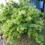 Νυχτολούλουδο ή Κέστρο Θάμνος (Cestrum nocturnum)