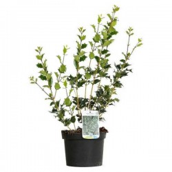 Όσμανθος ετερόφυλλος (Osmanthus heterophyllus) | Θάμνοι