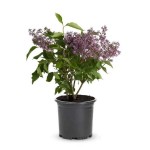 Common Lilac (Syringa vulgaris) Shrub | Flowering Plants Common Lilac (Syringa vulgaris) | kipogeorgiki.gr