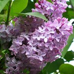 Common Lilac (Syringa vulgaris) Shrub | Flowering Plants Common Lilac (Syringa vulgaris) | kipogeorgiki.gr
