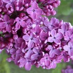 Common Lilac (Syringa vulgaris) Shrub | Flowering Plants Common Lilac (Syringa vulgaris) | kipogeorgiki.gr