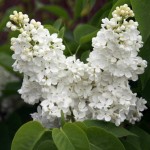 Common Lilac (Syringa vulgaris) Shrub | Flowering Plants Common Lilac (Syringa vulgaris) | kipogeorgiki.gr