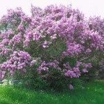 Common Lilac (Syringa vulgaris) Shrub | Flowering Plants Common Lilac (Syringa vulgaris) | kipogeorgiki.gr