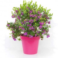 Πολύγαλα Θάμνος (Polygala myrtifolia) - Πολύγαλα Φυτό