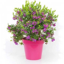 Πολύγαλα Θάμνος (Polygala myrtifolia) - Πολύγαλα Φυτό