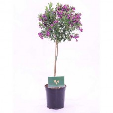 Myrtle-Leaf Milkwort (Polygala myrtifolia) | KIPOGEORGIKI