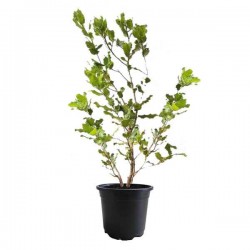 Πουρνάρι ή Πρίνος (Δρυς η κοκκοφόρος-Quercus coccifera)