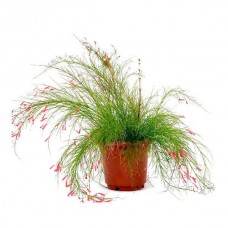 Coral Plant (Russelia equisetiformis) | Flowering Plants