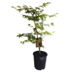 Japanese Maple Shrubs (Acer palmatum)