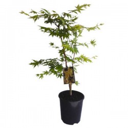 Japanese Maple Shrubs (Acer palmatum)