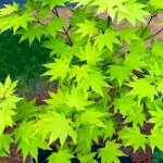 Japanese Maple Shrubs (Acer palmatum)