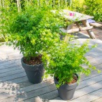 Japanese Maple Shrubs (Acer palmatum)