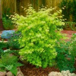 Japanese Maple Shrubs (Acer palmatum)