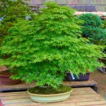 Japanese Maple Shrubs (Acer palmatum)
