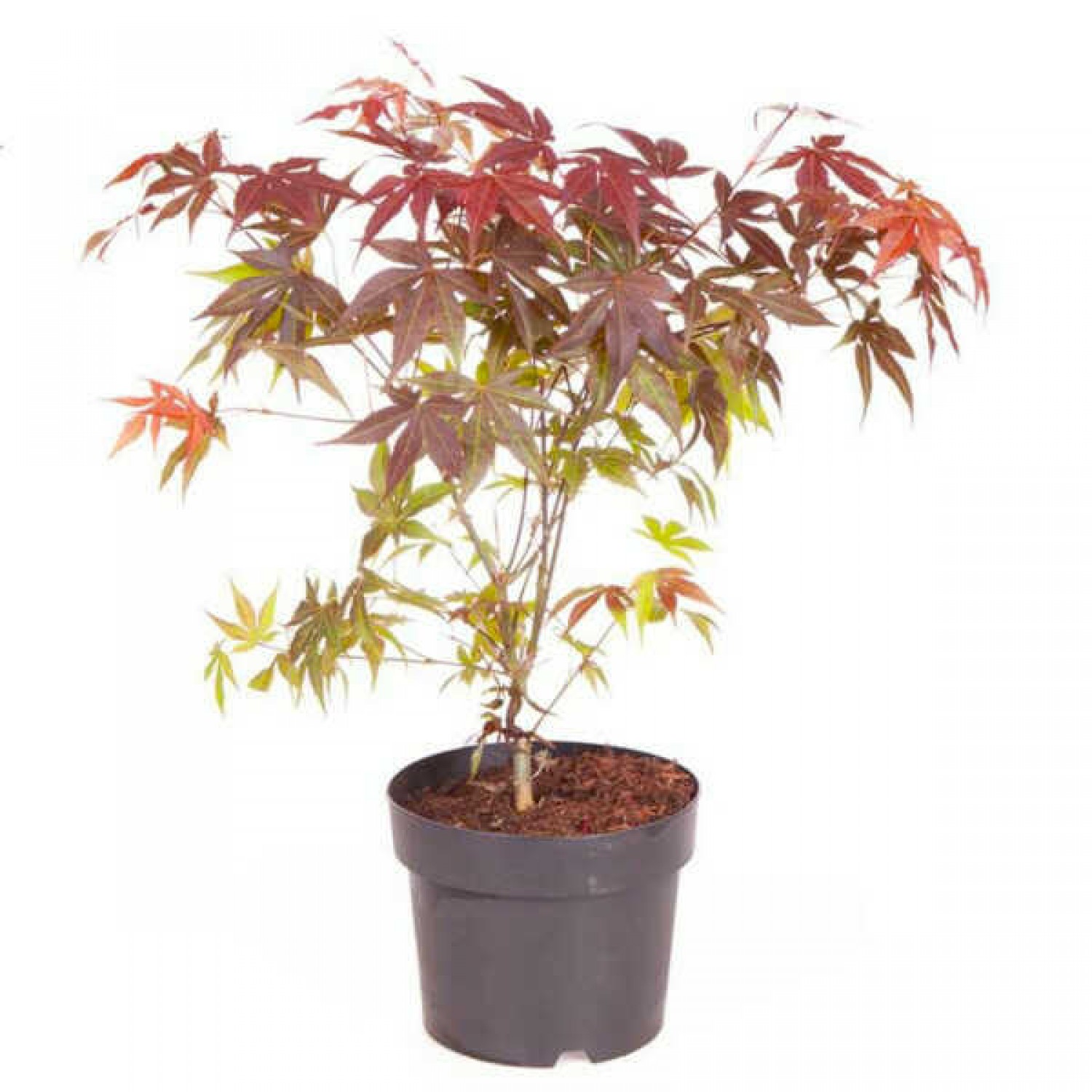Japanese Maple Atropurpureum (Acer palmatum 'Atropurpureum')