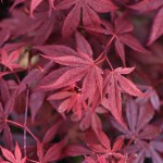 Japanese Maple Atropurpureum (Acer palmatum 'Atropurpureum')