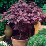 Japanese Maple Atropurpureum (Acer palmatum 'Atropurpureum')