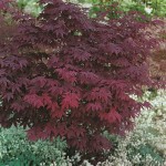 Japanese Maple Atropurpureum (Acer palmatum 'Atropurpureum')