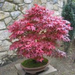 Japanese Maple Atropurpureum (Acer palmatum 'Atropurpureum')