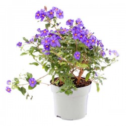 Paraguay Nightshade (Solanum rantonnetii) | Flowering Plants