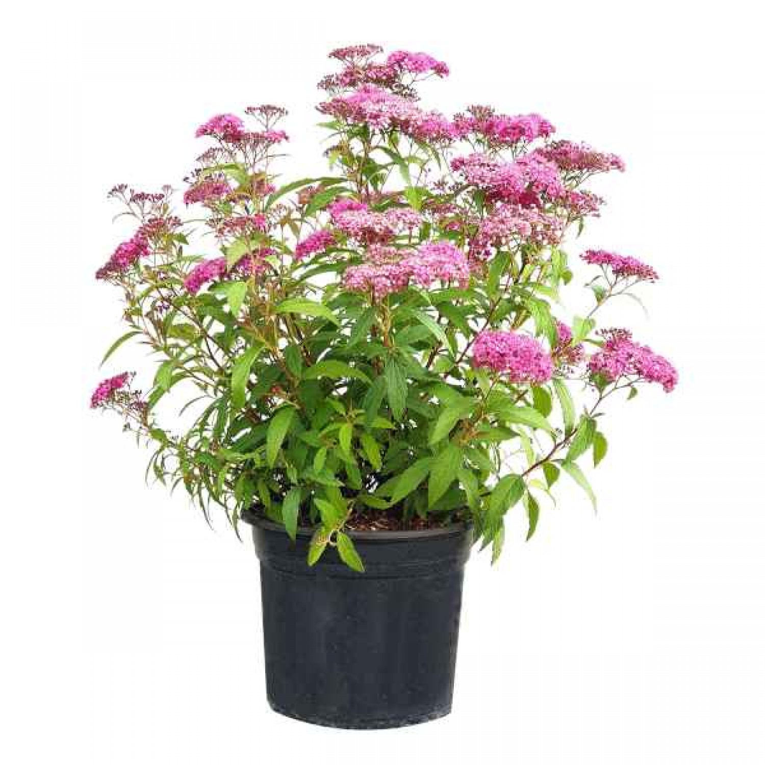 Anthony Waterer Spirea (Spiraea japonica 'Anthony Waterer') Shrub - Flowering Shrubs