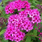 Anthony Waterer Spirea (Spiraea japonica 'Anthony Waterer') Shrub - Flowering Shrubs