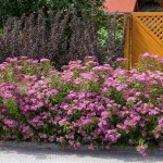 Anthony Waterer Spirea (Spiraea japonica 'Anthony Waterer') Shrub - Flowering Shrubs