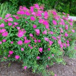 Anthony Waterer Spirea (Spiraea japonica 'Anthony Waterer') Shrub - Flowering Shrubs