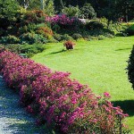 Anthony Waterer Spirea (Spiraea japonica 'Anthony Waterer') Shrub - Flowering Shrubs