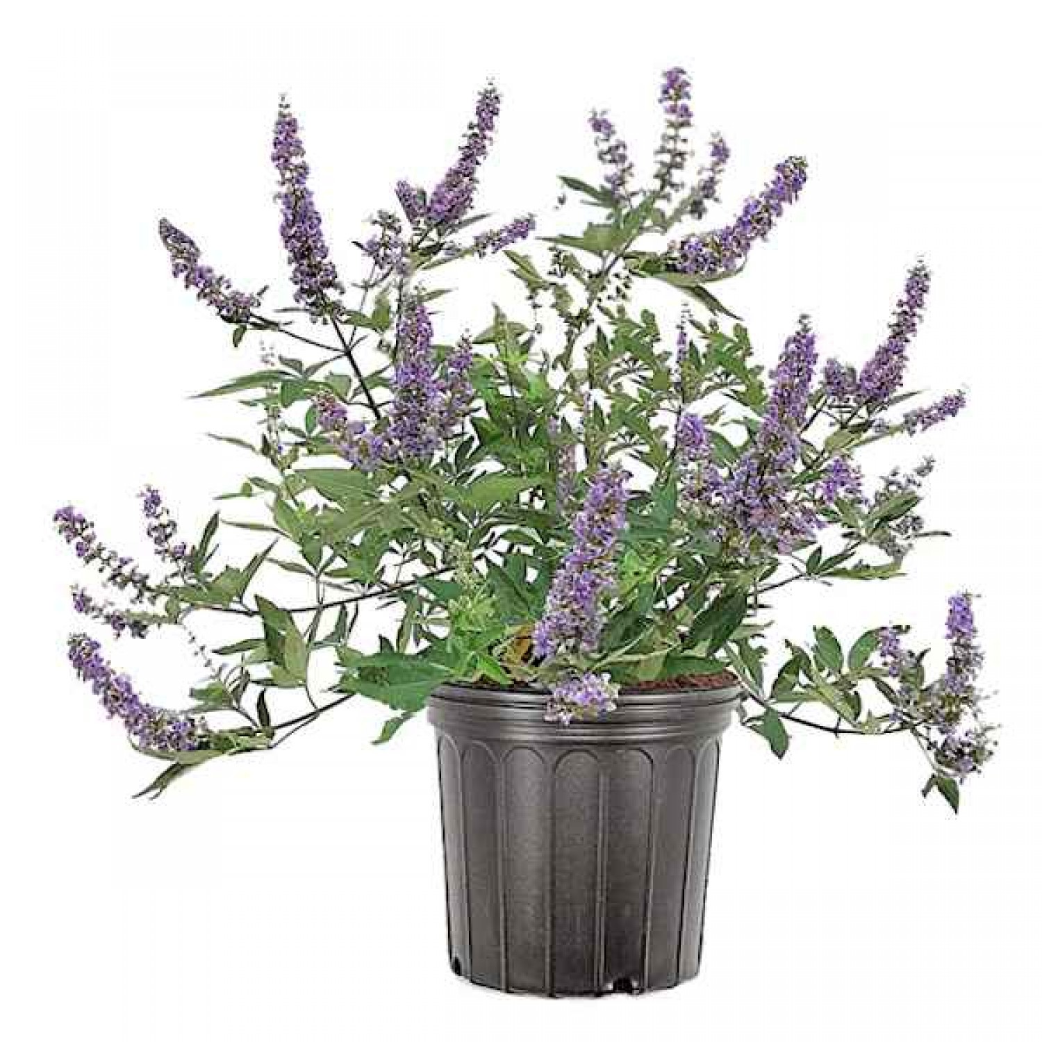 Chaste Tree (Vitex agnus-castus) Shrub - Flowering Shrubs