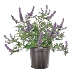 Chaste Tree (Vitex agnus-castus) Shrub - Flowering Shrubs
