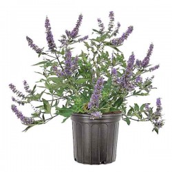 Chaste Tree (Vitex agnus-castus) Shrub Chaste Tree (Vitex agnus-castus) Shrub - Flowering Shrubs
