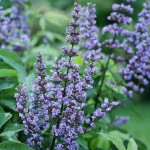 Chaste Tree (Vitex agnus-castus) Shrub - Flowering Shrubs