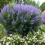 Chaste Tree (Vitex agnus-castus) Shrub - Flowering Shrubs