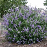 Chaste Tree (Vitex agnus-castus) Shrub - Flowering Shrubs
