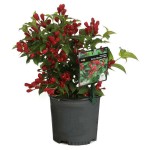 Old Fashioned Weigela (Weigela florida) | Flowering Plants
