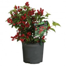 Old Fashioned Weigela (Weigela florida) | Flowering Plants